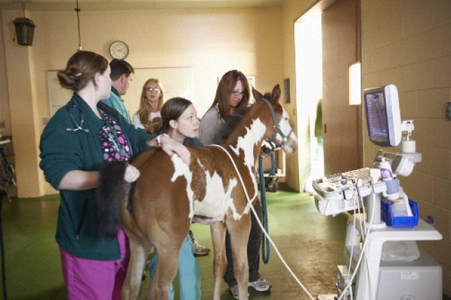 About the Program | College of Veterinary Medicine at MSU