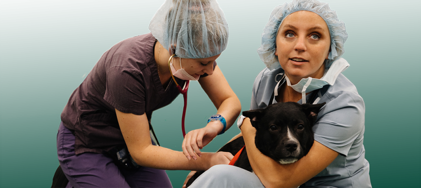 Who We Are | College of Veterinary Medicine at MSU