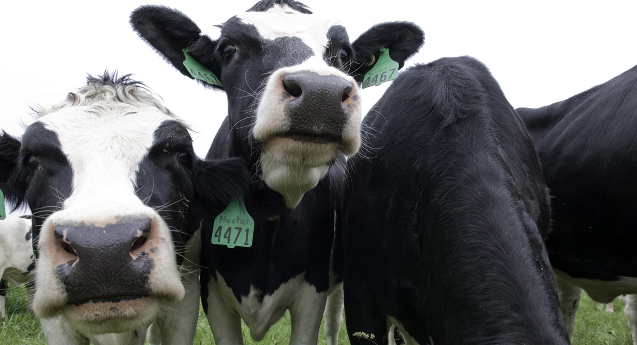 Cows Msu Dairy Farm