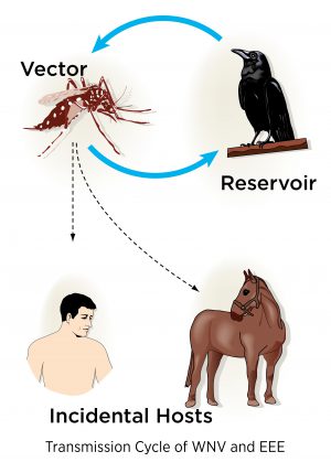 Vector-borne Eastern Equine Encephalitis and West Nile Virus Threaten Horses and Other Mammals, Including Humans | College of Veterinary Medicine at MSU