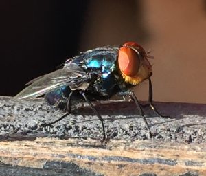 Sideview New World Screwworm Fly 2 Photo By Usda