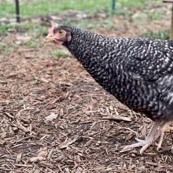 High Path Avian Influenza Confirmed In Black Vultures, Poultry