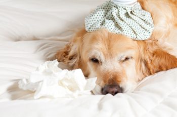 Sick Dog Shutterstock Lr