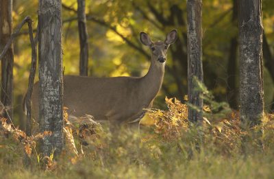 Deer Photo Credit Michigan Department Of Natural Resources