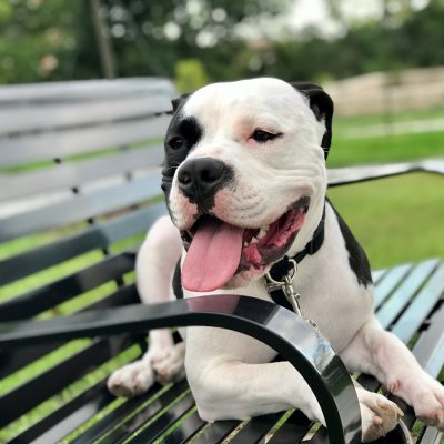 Finn The Bully On A Bench Square