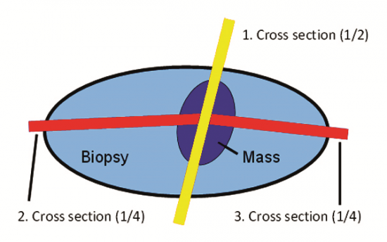 Standard Trimming Method Dorsal View