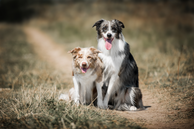 Border Collie Health Panel  Veterinary Genetics Laboratory