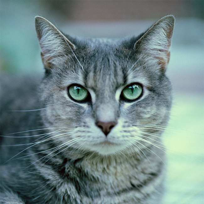 H5N1 Highly Pathogenic Avian Influenza in Cats | College of Veterinary ...