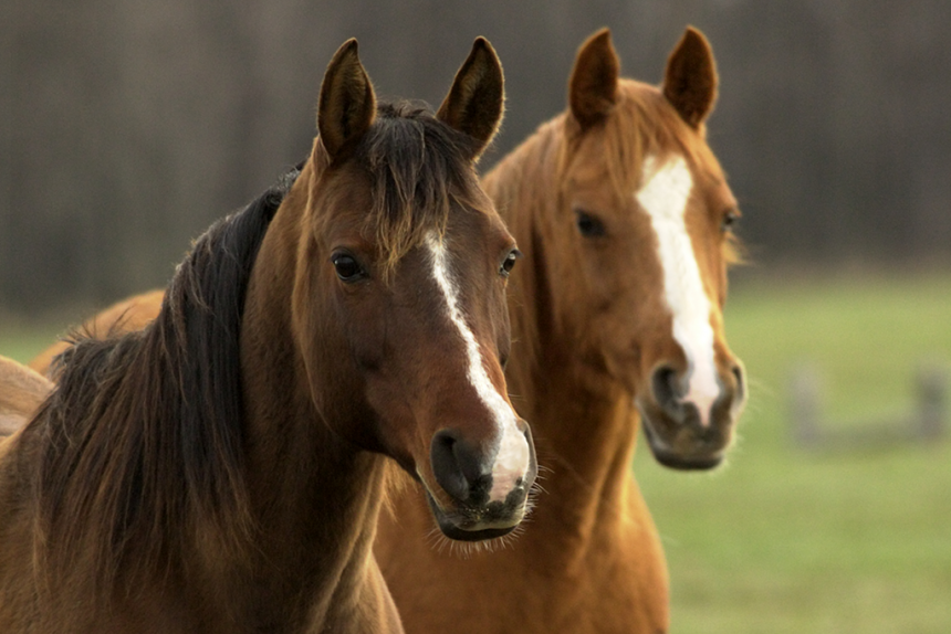 Confirmed Strangles Cases In Michigan For 2020 College Of Veterinary 