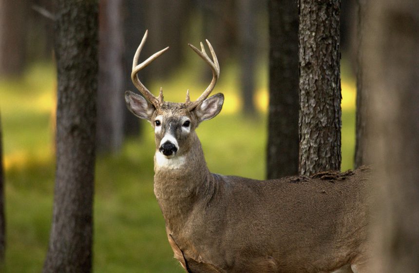 Michigan White Tailed Buck Photo Credit Michigan Department Of Natural Resources