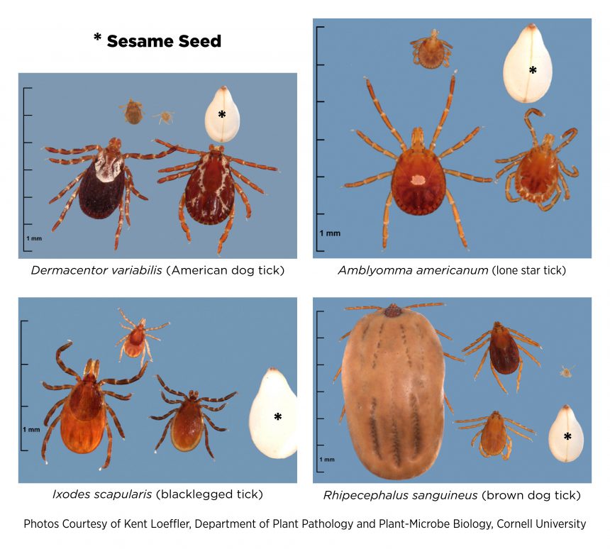 where are dog ticks found