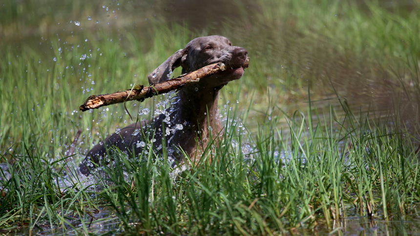 Dog In Water Nathalie Spehner Unsplash