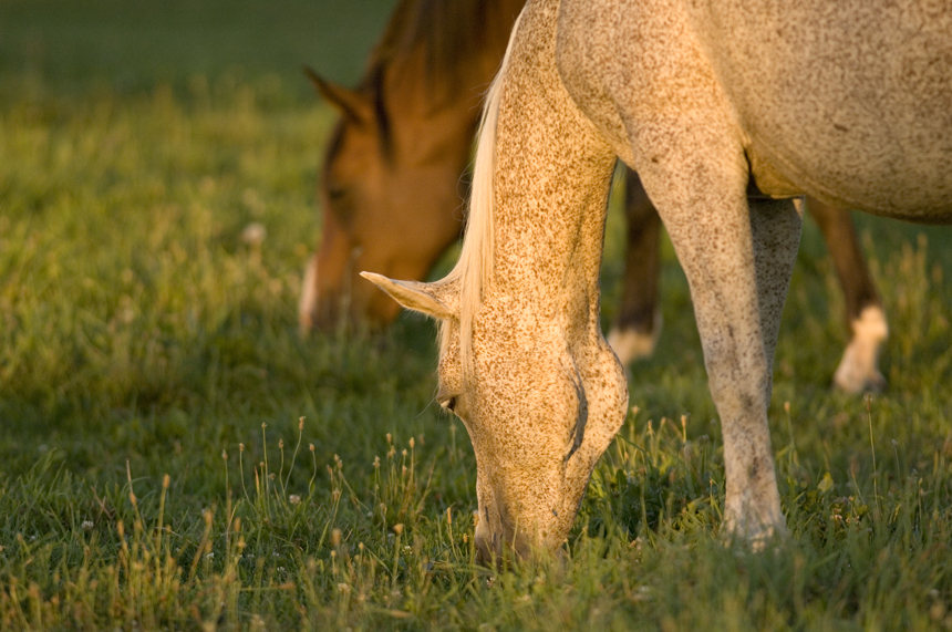 Grazing Horses Lr University Communications