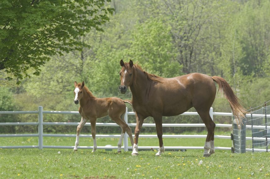 Horse And Foal University Communications