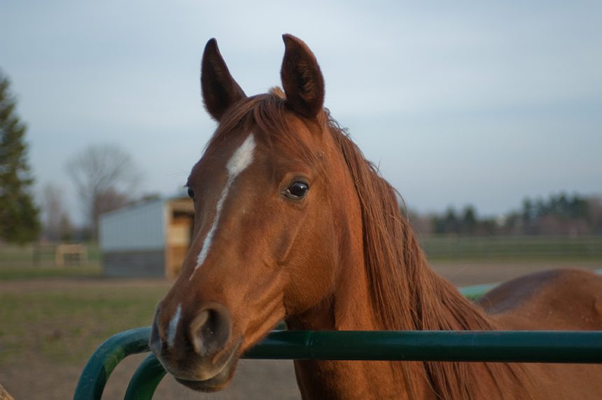 Horse At Gate Lr