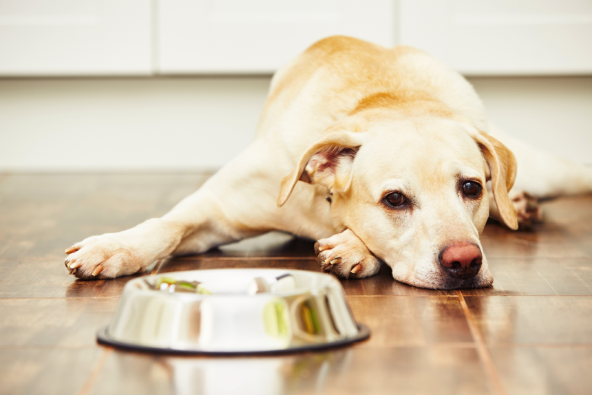 Shutterstock Dog With Food Bowl Medium