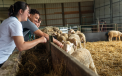 Co29 Students With Sheep