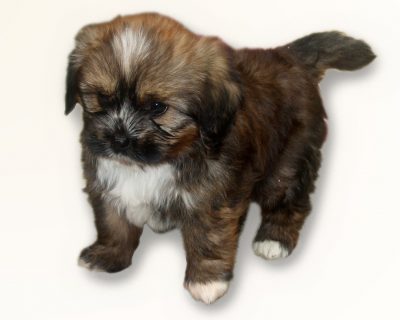 Tibetan Terrier Dwarf Newsletter