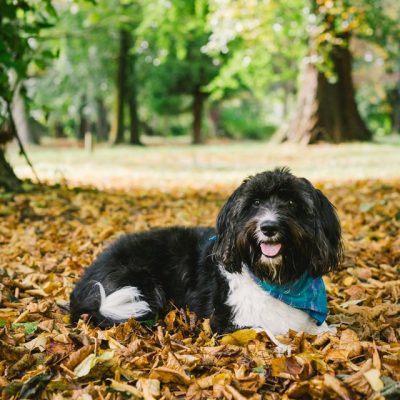 Tibetan Terrier Melissa Keizer Unsplash Square