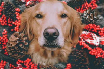 Dog In Pine Cones Woodson S Mom Unsplash