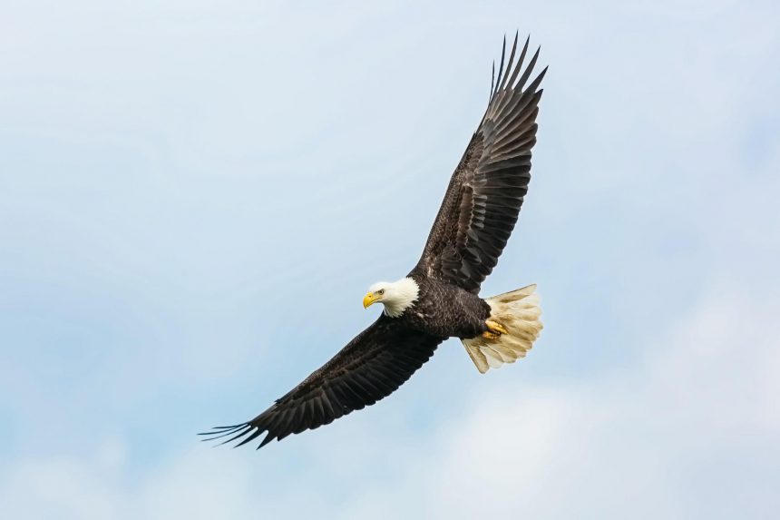 Bald Eagle In Flight By Mathew Schwartz On Unsplash