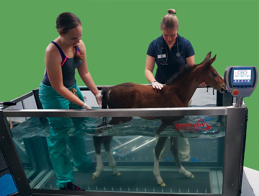 Napoleon In Water Treadmill