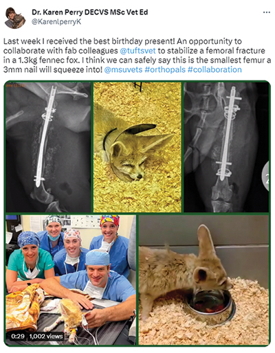 Picture of a twitter post of Dr. Perry talking about stabilizing a fracture in a 1.3kg fennec fox wiht pictures of the fox. 