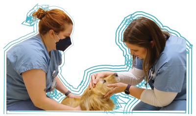 Examining a dog blue outline.