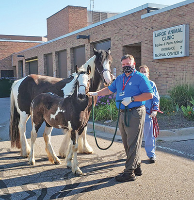 Dr. Schott walking a foal.