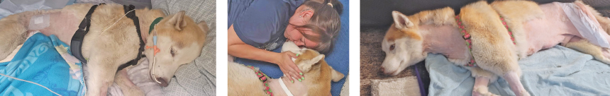 Three photos of King laying on a bed around his operation. 