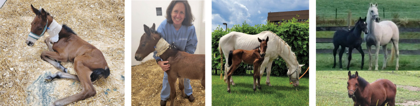 A photo of Lazurus.  A photo of the doctor with Larurus.  A photo of Lazarus and Rouby.  A photo of Rouby and Pearl.  A photo of full grown Lazurus in a field. 