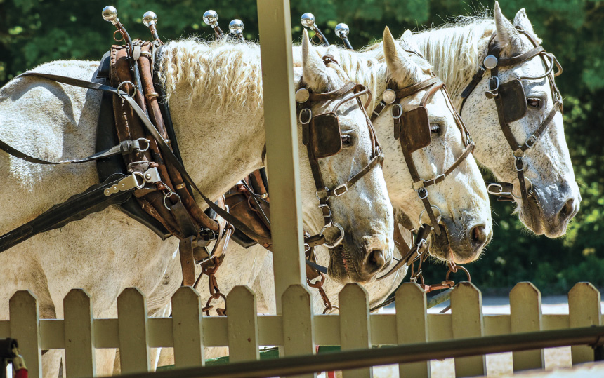 Mackinac Island Carriage Horses