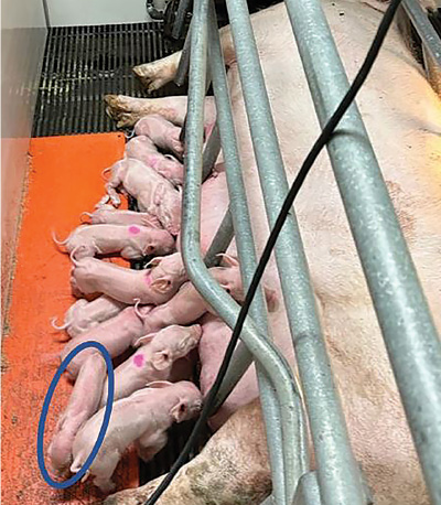 Baby pigs feeding from mom. 