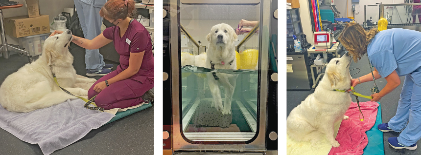 A photo of Sadie on a bed in the Hospital with a tech.  A photo of Sadie rehabing on the water treadmill.  A photo of Sadie with the doctor. 