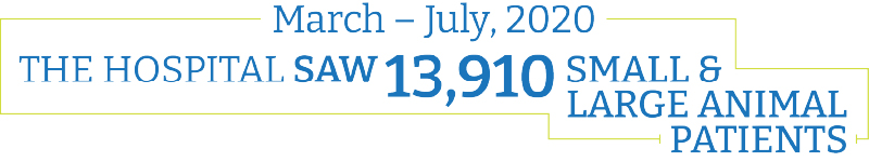 The hospital saw 13,910 Large and Small Animal patients March - July 2020