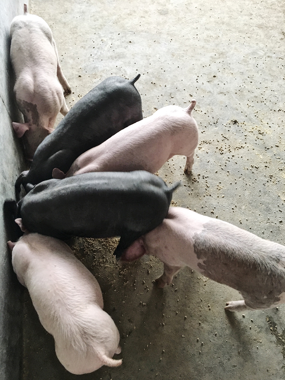 photo of pigs eating